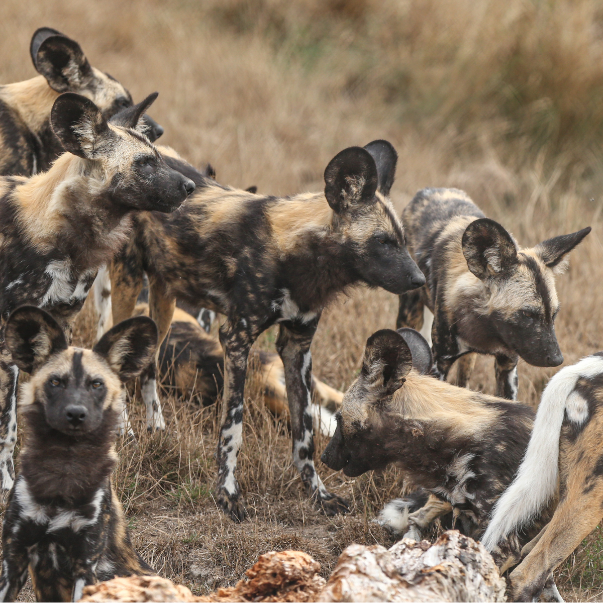 Adopt an African Painted Dog