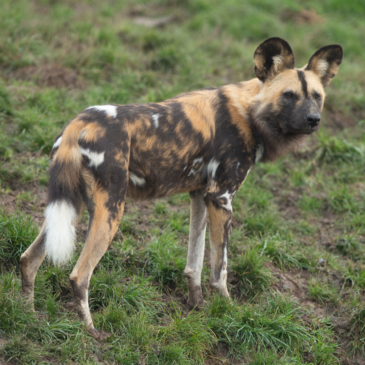 Adopt an African Painted Dog