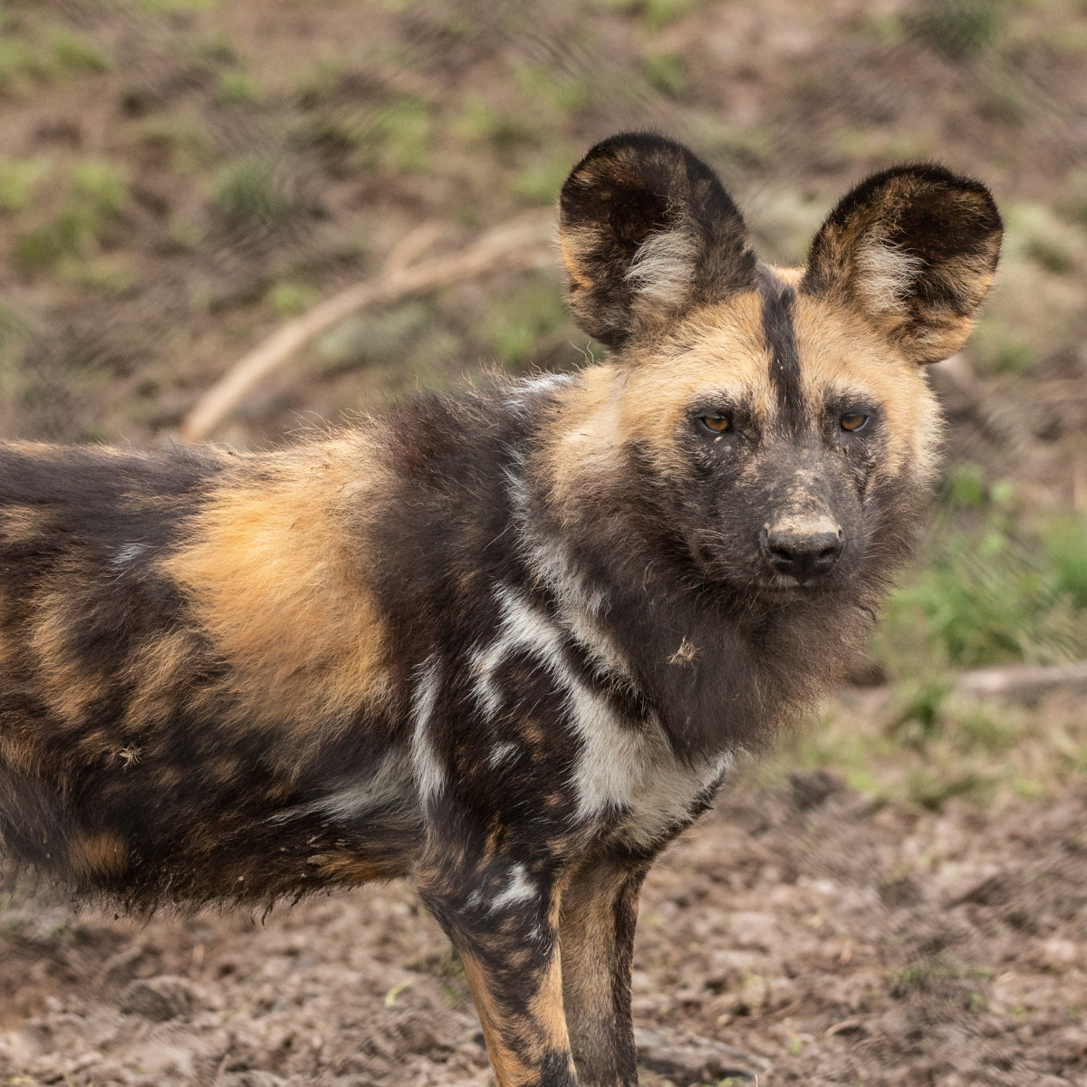 Adopt an African Painted Dog