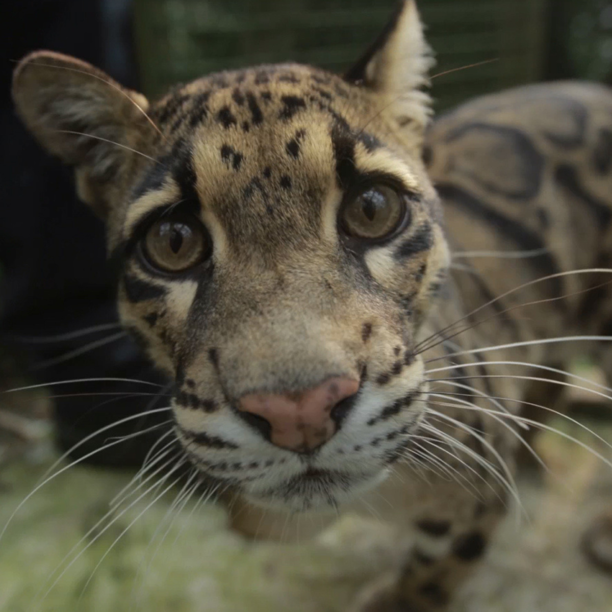 Adopt a Clouded Leopard