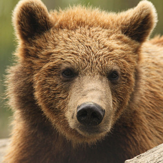 Adopt a Brown Bear