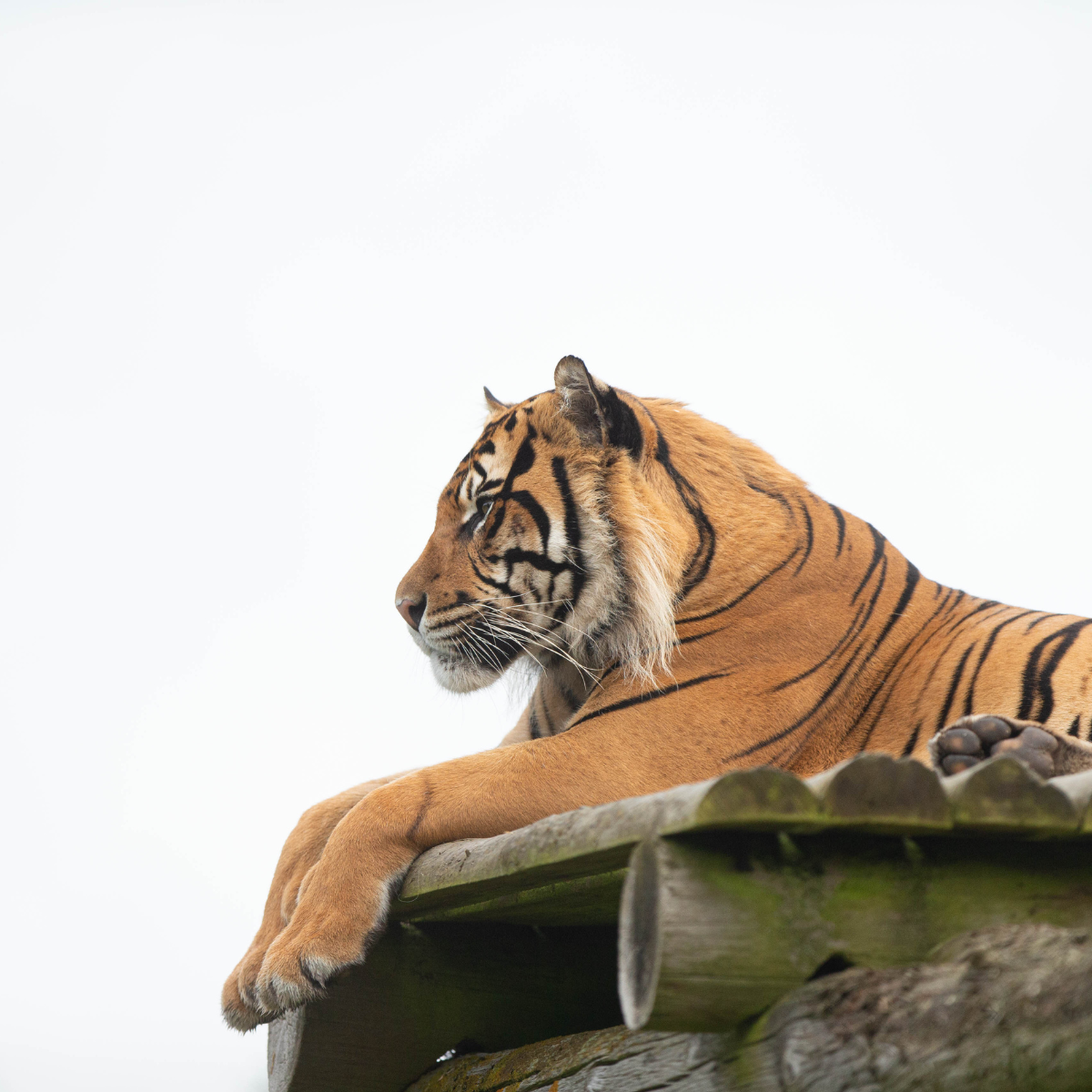 Adopt a Tiger