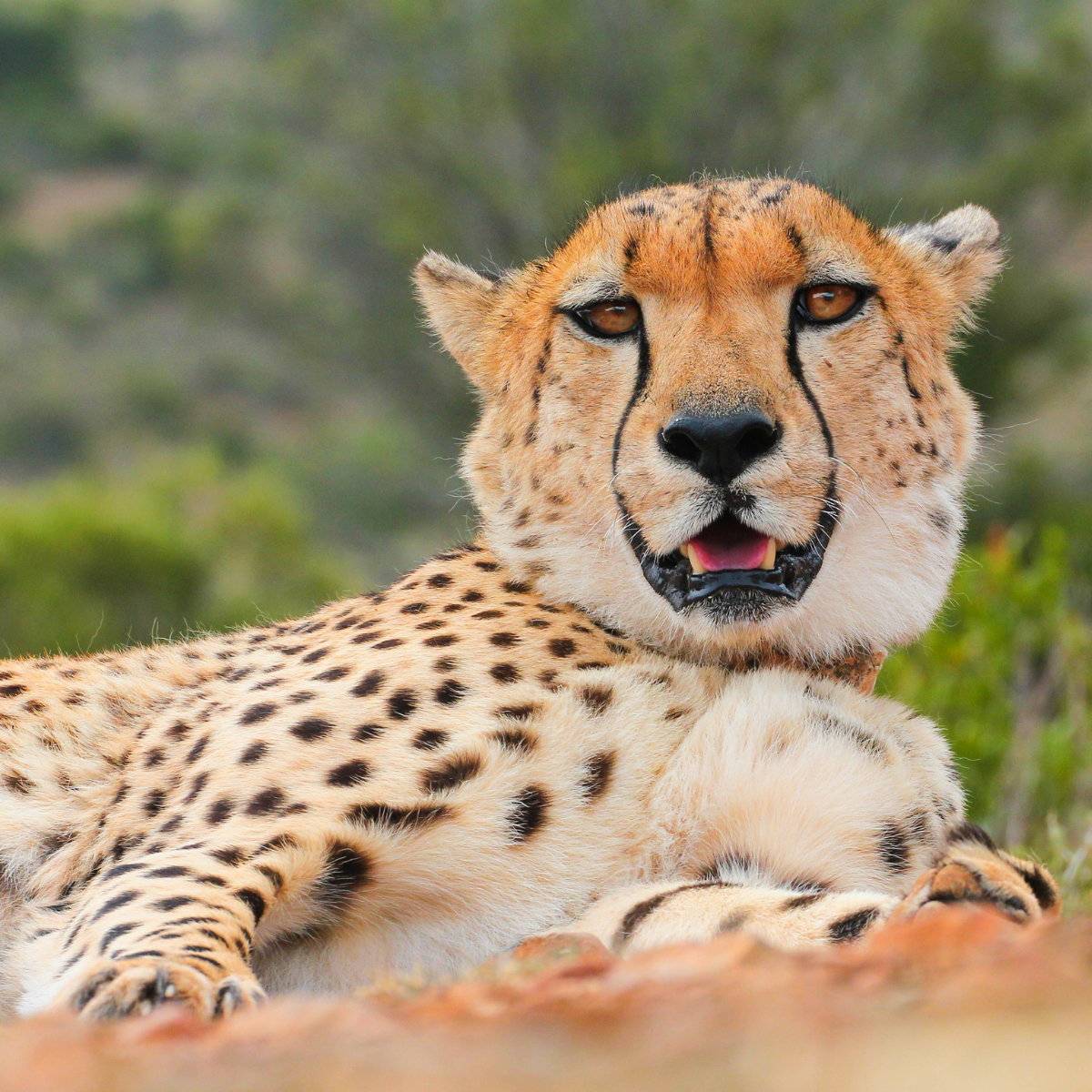 Adopt a Cheetah