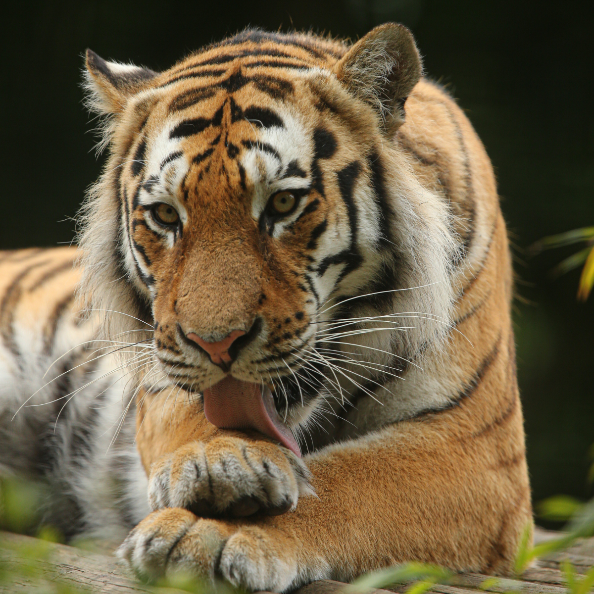 Adopt a Tiger
