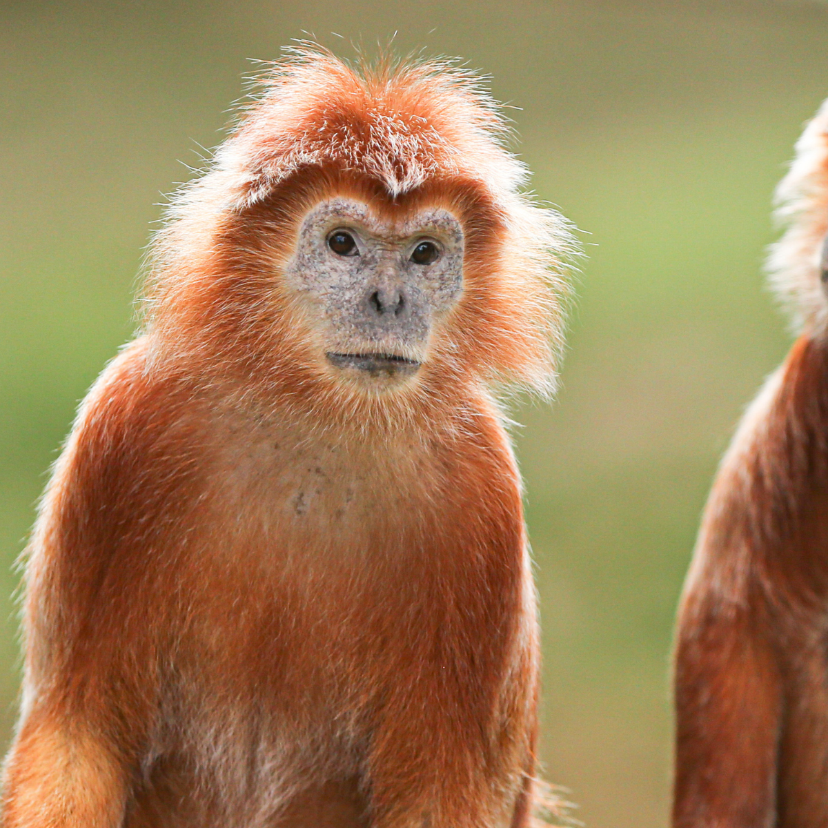 Adopt a Javan Langur