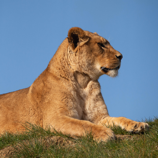 a side profile image of a lion laying on green grass against a bright blue sky.