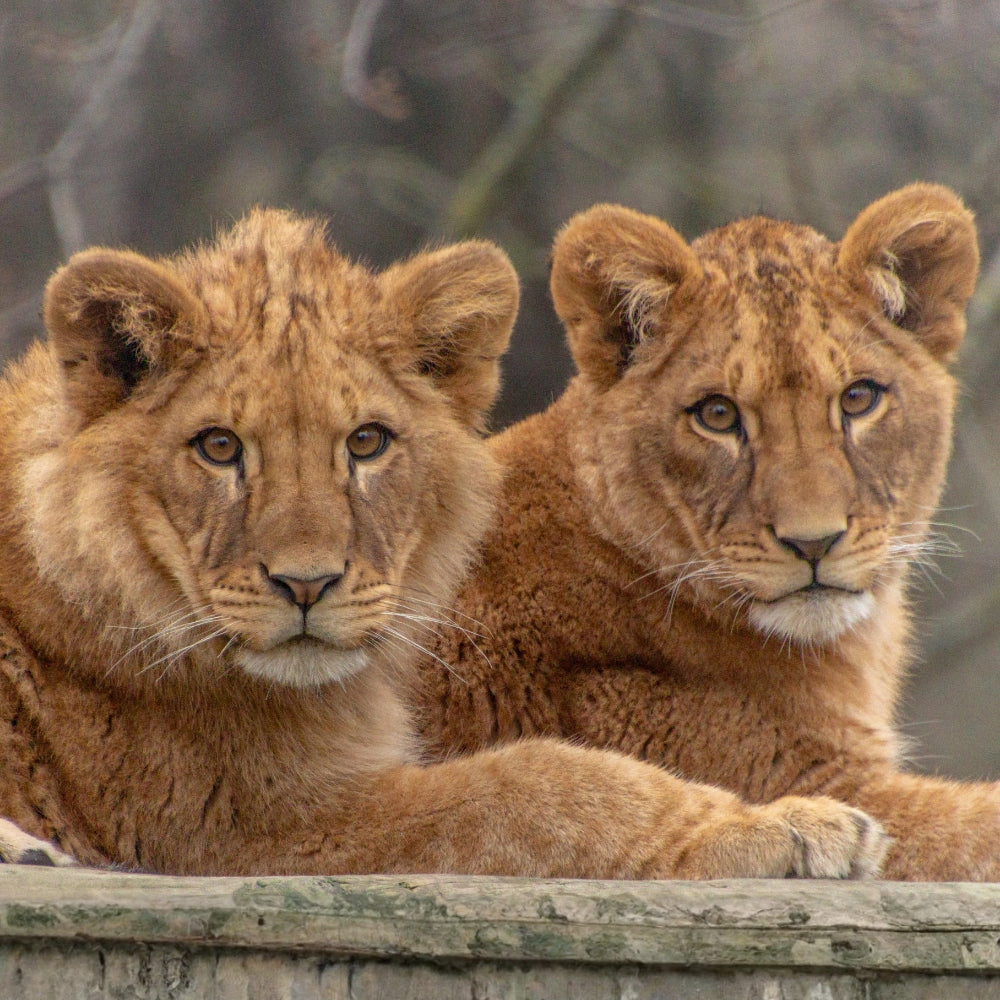 Two young lion cubs resting together on a wooden ledge, with a soft-focus natural background.