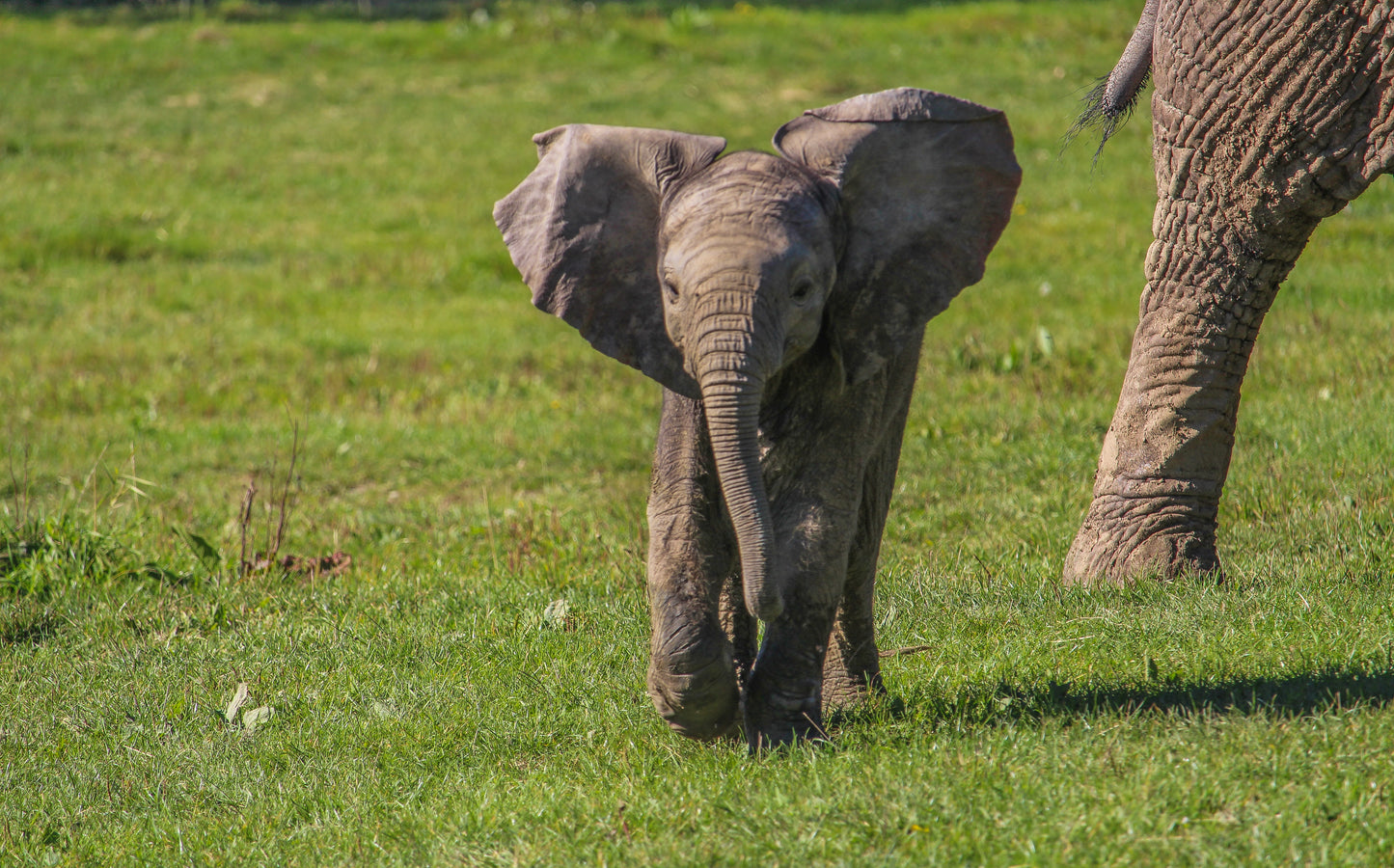 Cuddly African elephant