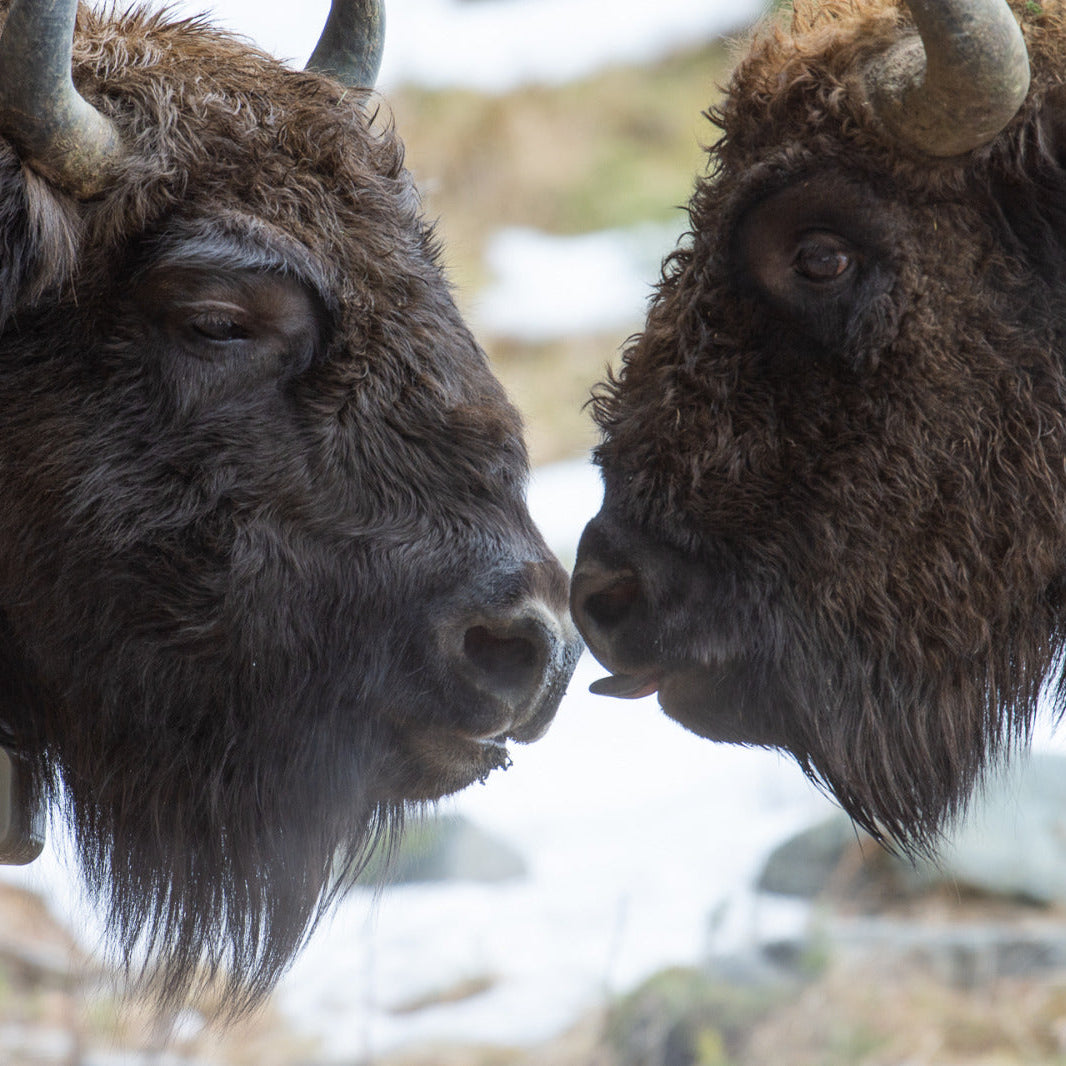 Two bison facing each other closely in an outdoor setting, with one wearing a dark bell around its neck.