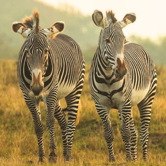 Two zebras standing in a grassy field with a soft-focus natural background.
