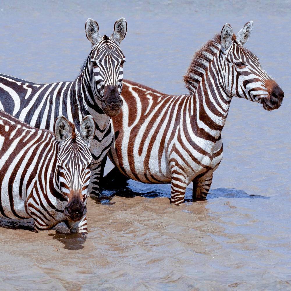 Three zebras standing in shallow muddy water, with black-and-white stripes and one zebra bending down to drink.
