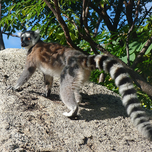 A ring-tailed lemur with brown, gray, and black fur climbing on a large rock outdoors, with trees, branches, and blue sky in the background.