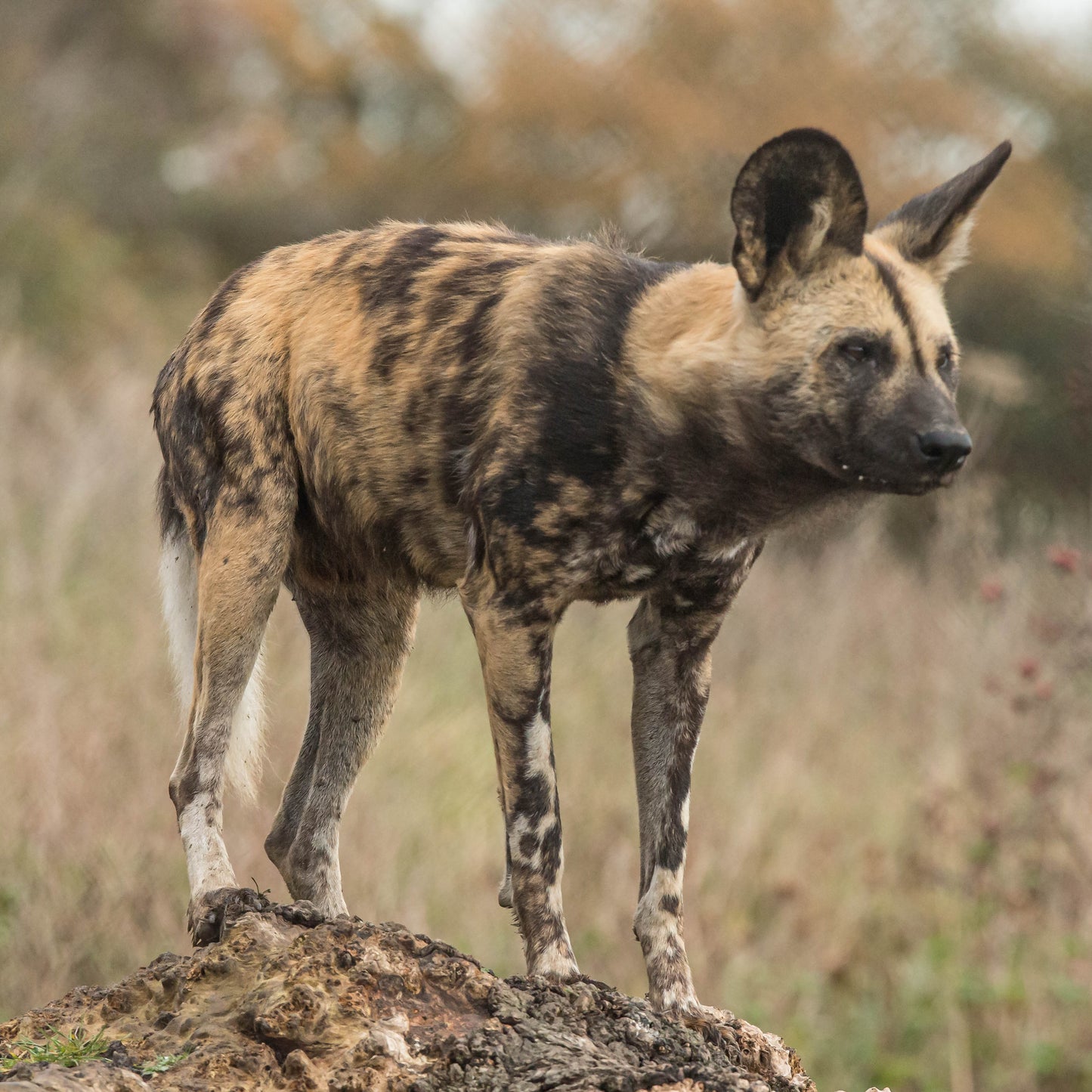 A wild dog standing on a rocky outcrop in a natural grassy landscape.