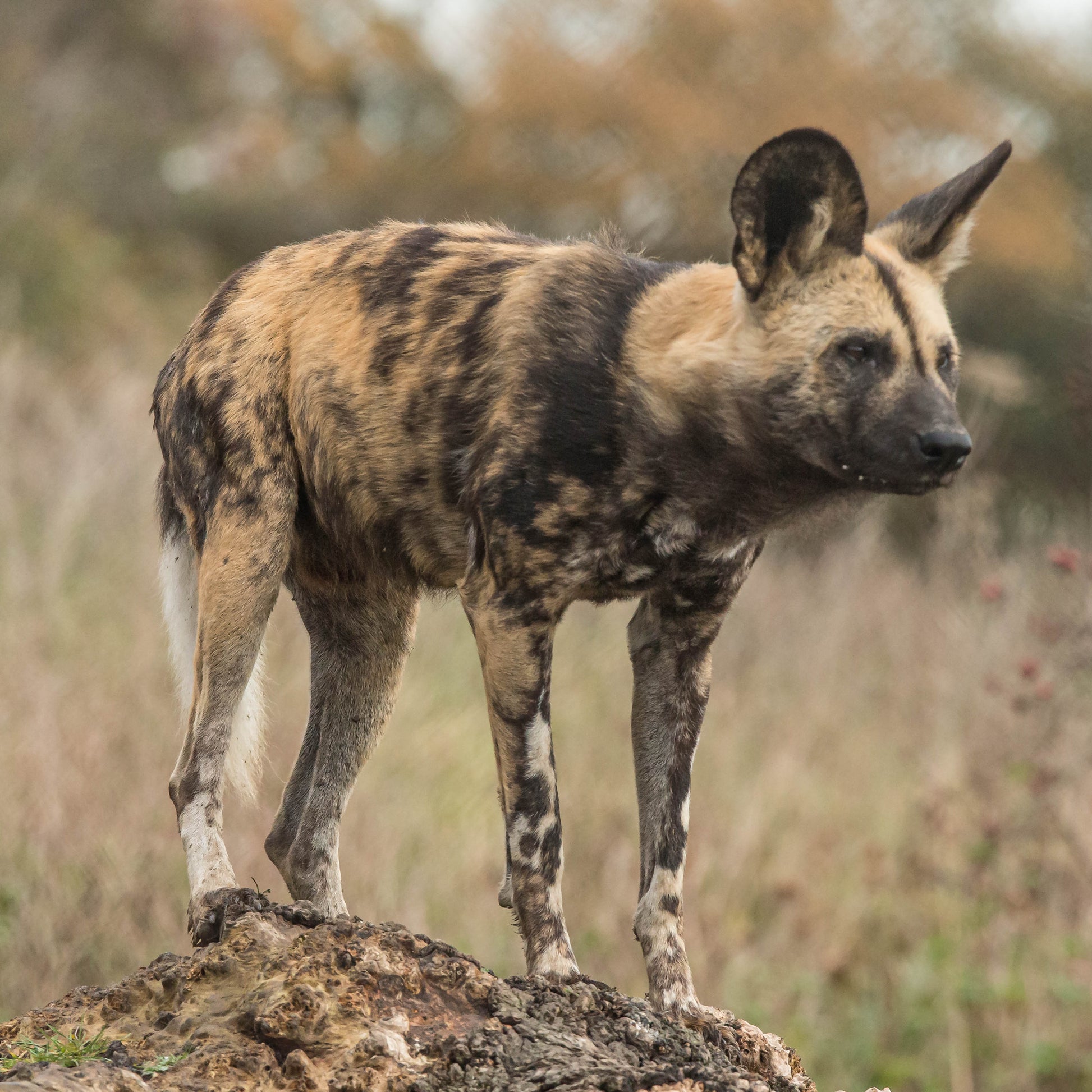 A wild dog standing on a rocky outcrop in a natural grassy landscape.