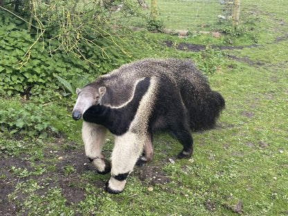 Cuddly Giant Anteater