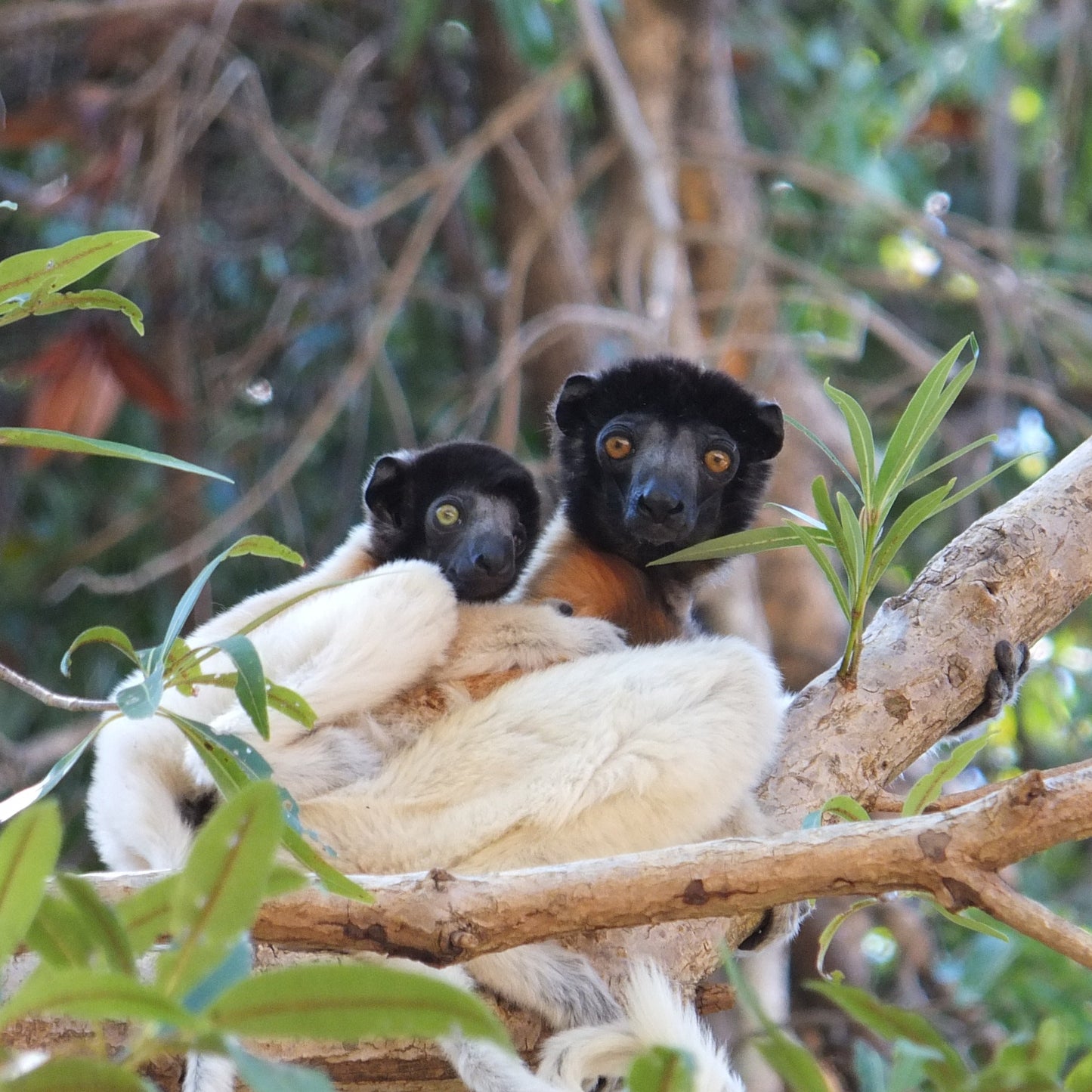 Two black-and-white lemurs resting on a tree branch in a natural forest setting.