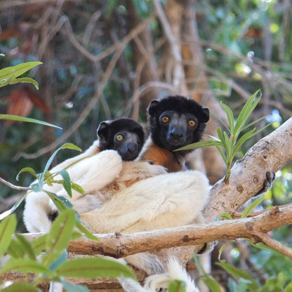 Two black-and-white lemurs resting on a tree branch in a natural forest setting.