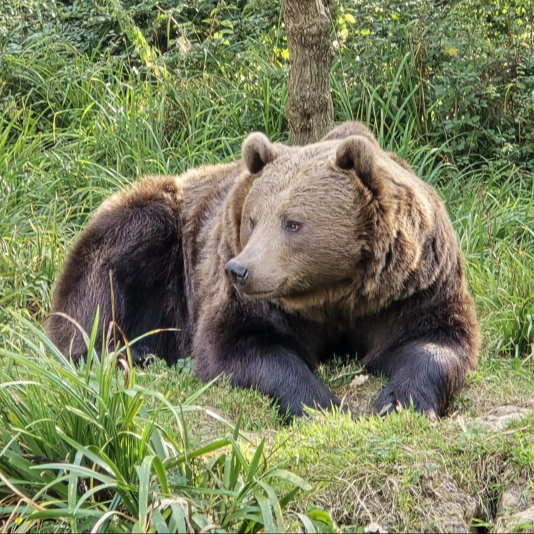 Cuddly Brown Bear