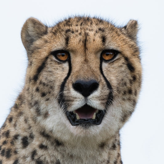 A close-up portrait of a cheetah with golden-brown fur, black spots, and black tear marks around its eyes, set against a plain light gray background.