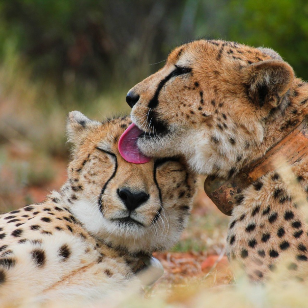 2 brother cheetahs laying in the grass, one licking the others head. 