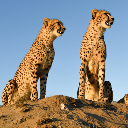 2 cheetahs sitting on a mound of mud looking off to the right, in front of a bright blue sky. 