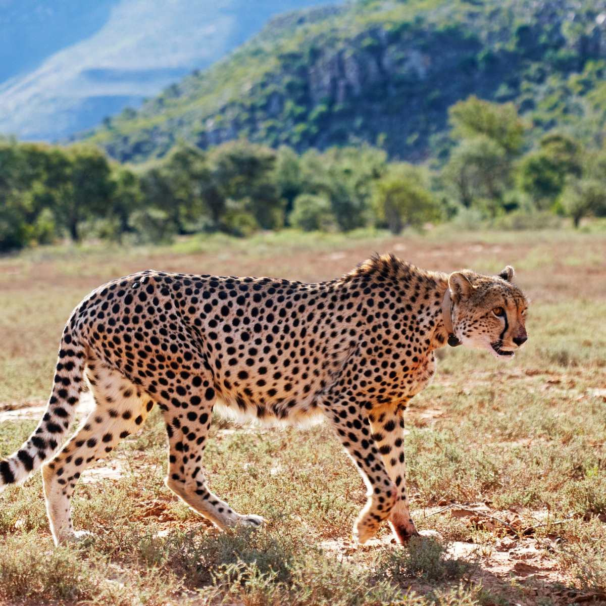 Cheetah stalking through the wild landscape of South Africa.