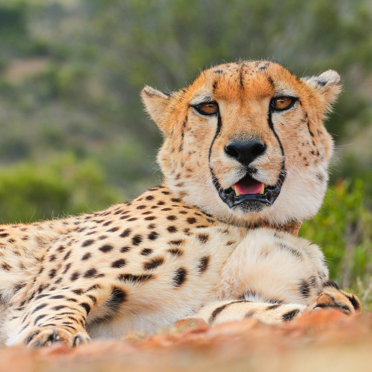 Cheetah laying down with a blurred natural background. 