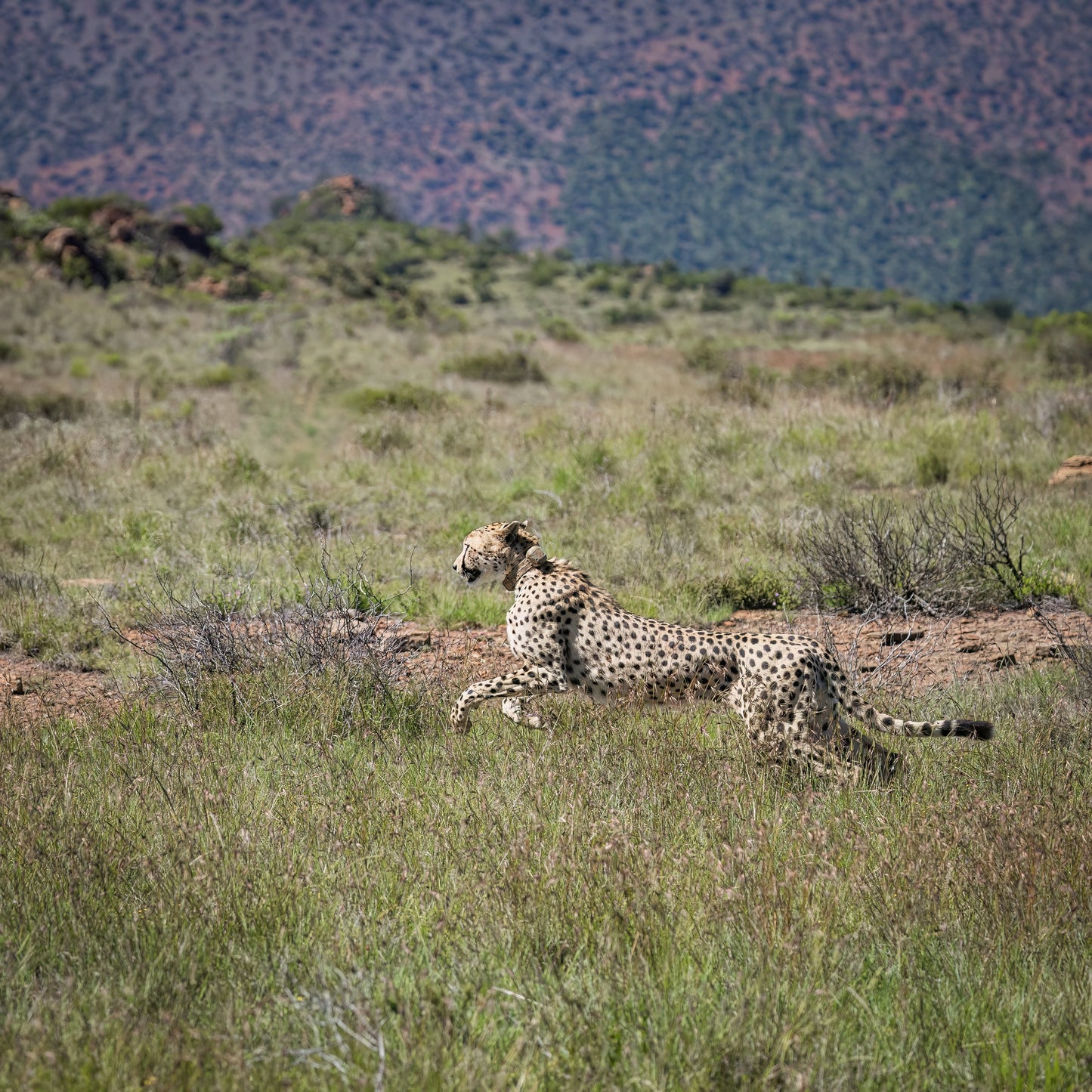 A cheetah lies in a runs through the savanna landscape with shrubs and hills in the background.