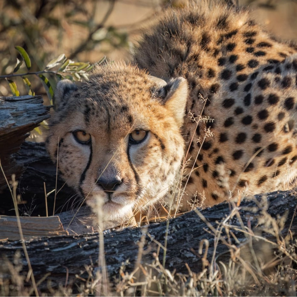 A close-up photograph of a cheetah resting on dry grass and logs in a natural outdoor setting.