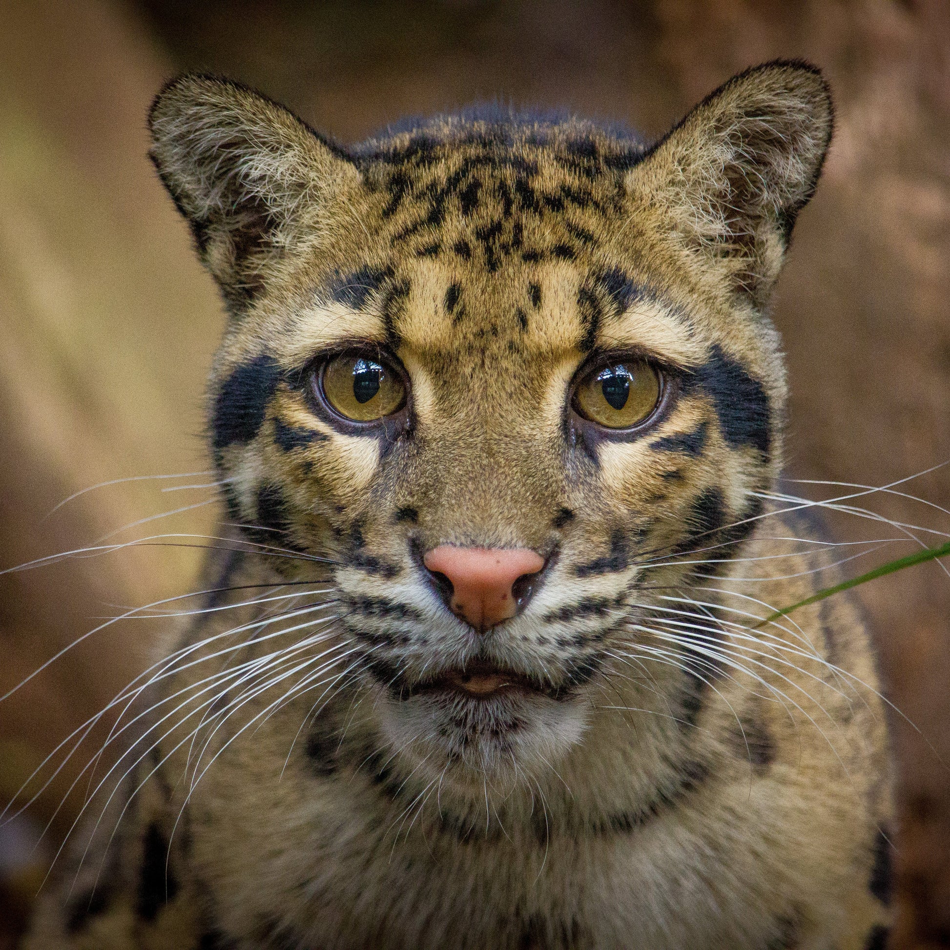 A close-up portrait of a clouded leopard with striking yellow-green eyes, tan and brown fur with dark spots, and long white whiskers against a blurred brown natural background.