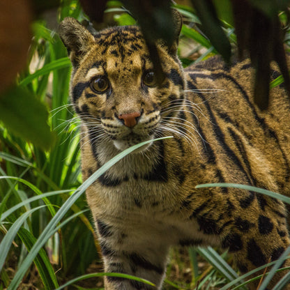 A close-up photograph of a clouded leopard walking through dense green foliage, with its distinctive spotted brown and black fur clearly visible.