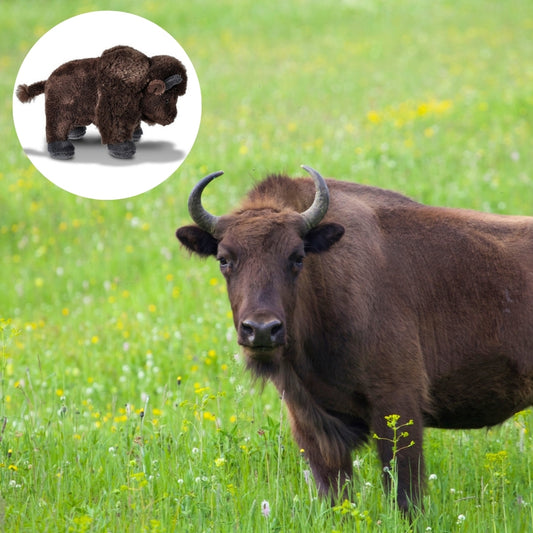 A large brown bison standing in a green grassy field with small yellow flowers, with a circular inset showing a smaller plush bison toy on a white background.