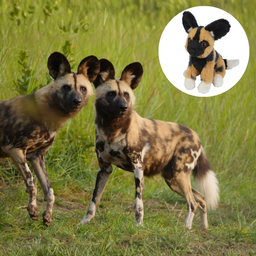 Two wild dogs standing in tall green grass, with a circular inset showing a stuffed toy dog with the same black, tan, and white mottled fur pattern.