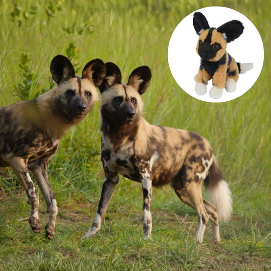 Two wild dogs standing in tall green grass, with a circular inset showing a stuffed toy dog with the same black, tan, and white mottled fur pattern.