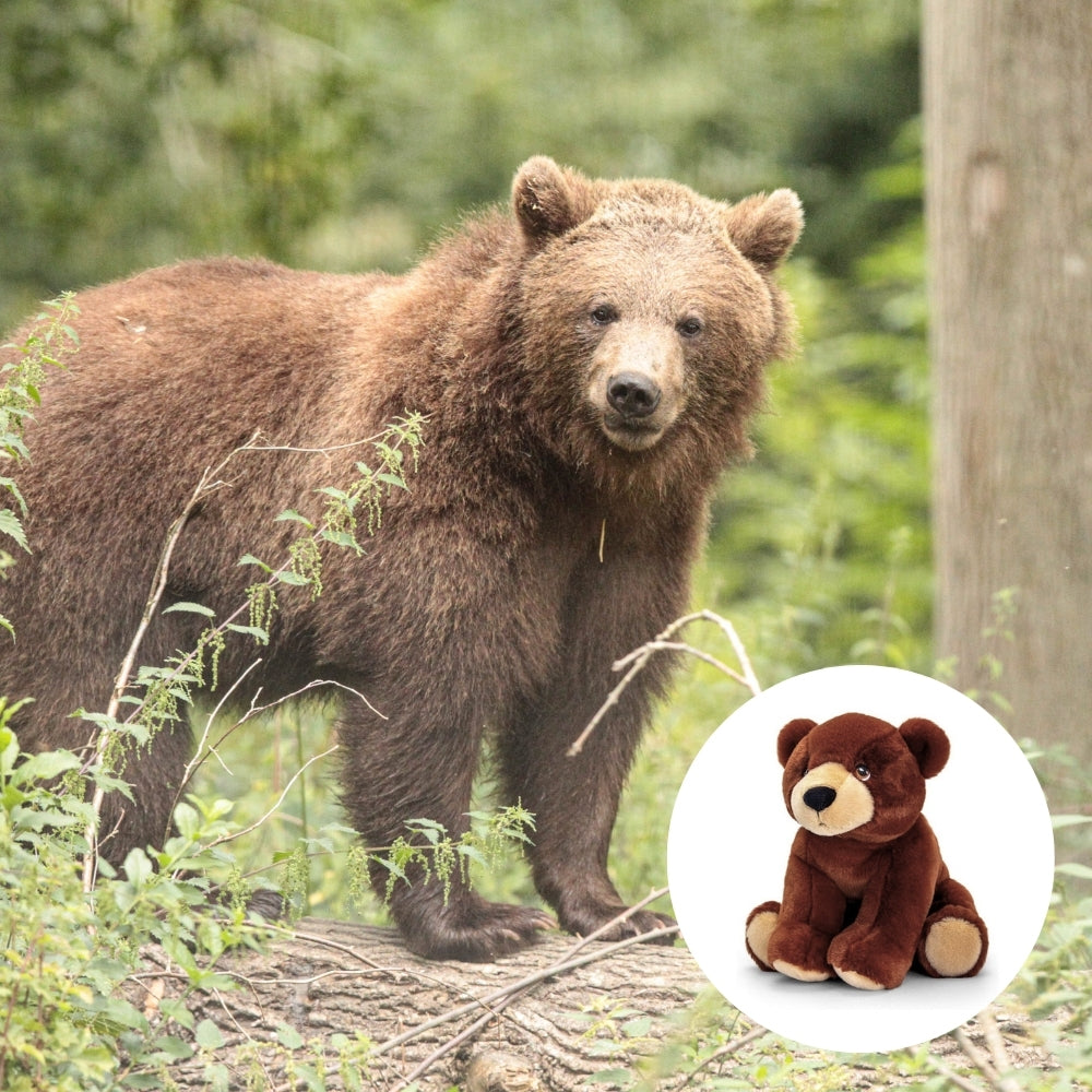 A large brown bear stands in a forest setting, with a circular inset showing a small plush teddy bear in matching brown tones on a white background.