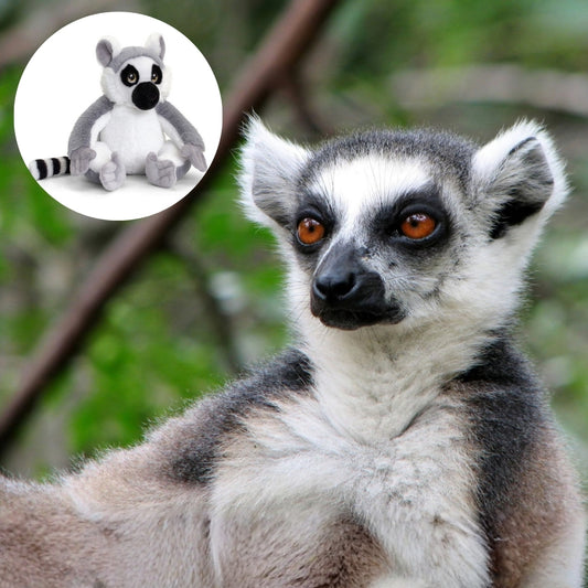 Cuddly Ring-tailed Lemur