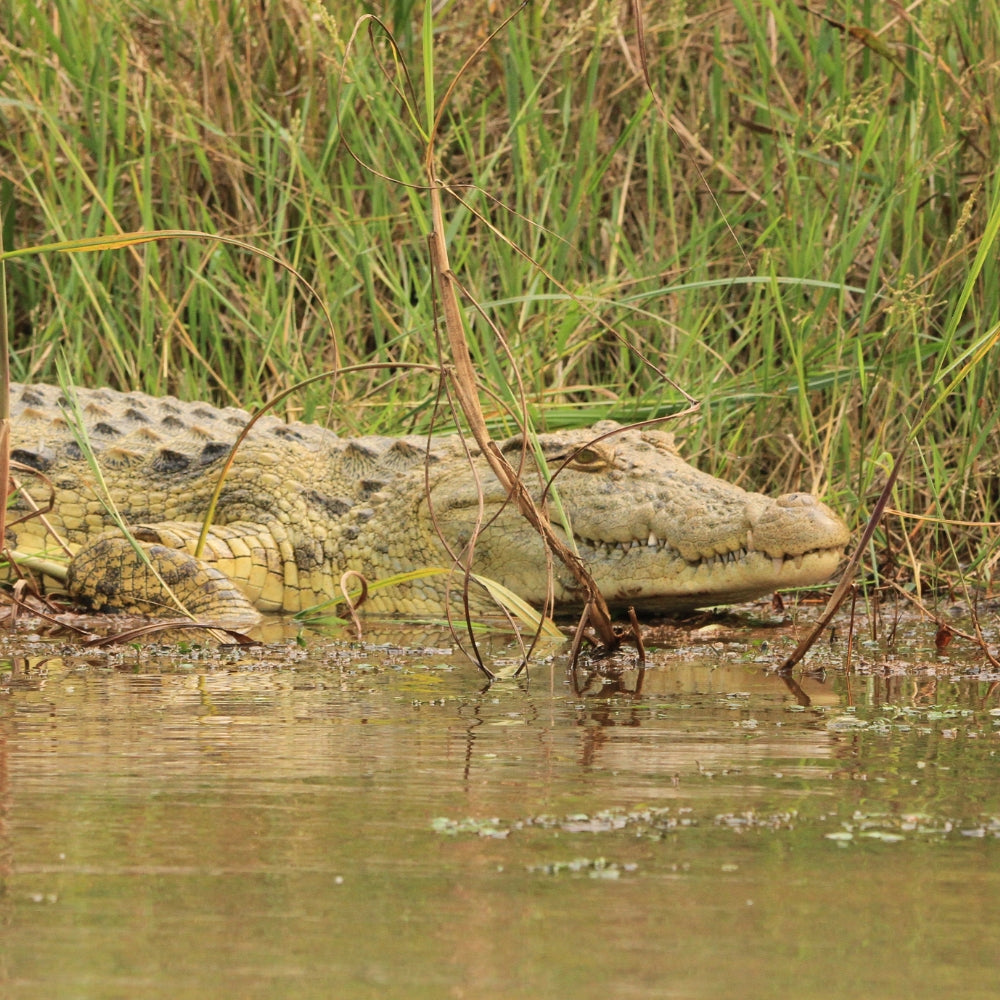A close-up view of a crocodile resting in shallow murky water with tall green reeds behind it.