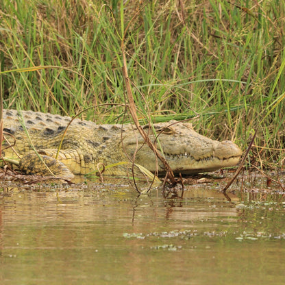A close-up view of a crocodile resting in shallow murky water with tall green reeds behind it.