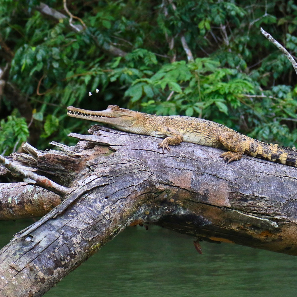 A crocodile resting on a large fallen log over water, with dense green foliage in the background.