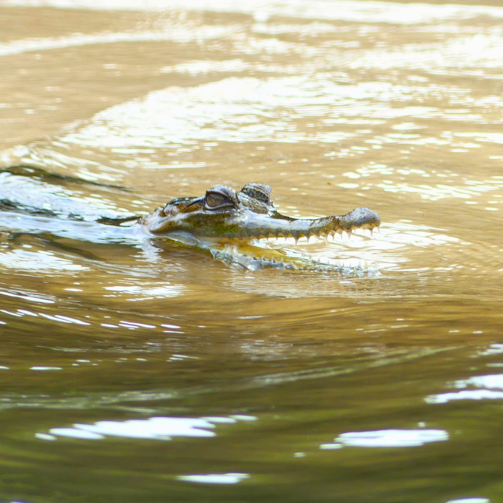A close-up action shot of a crocodile swimming through murky brown water, with its eyes and teeth visible above the surface.