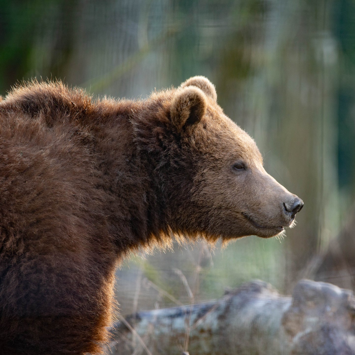 A close-up side profile of a brown bear in a natural forest setting with blurred trees and foliage in the background.