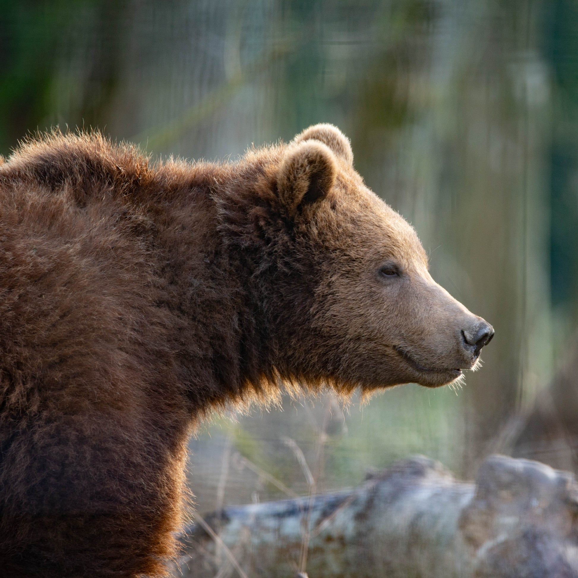 A close-up side profile of a brown bear in a natural forest setting with blurred trees and foliage in the background.