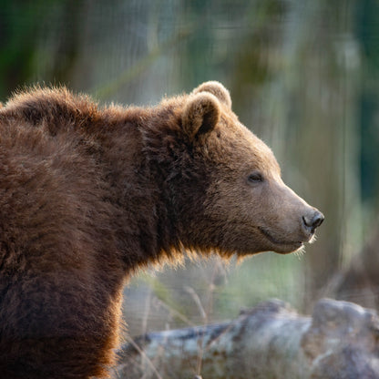 A close-up side profile of a brown bear in a natural forest setting with blurred trees and foliage in the background.