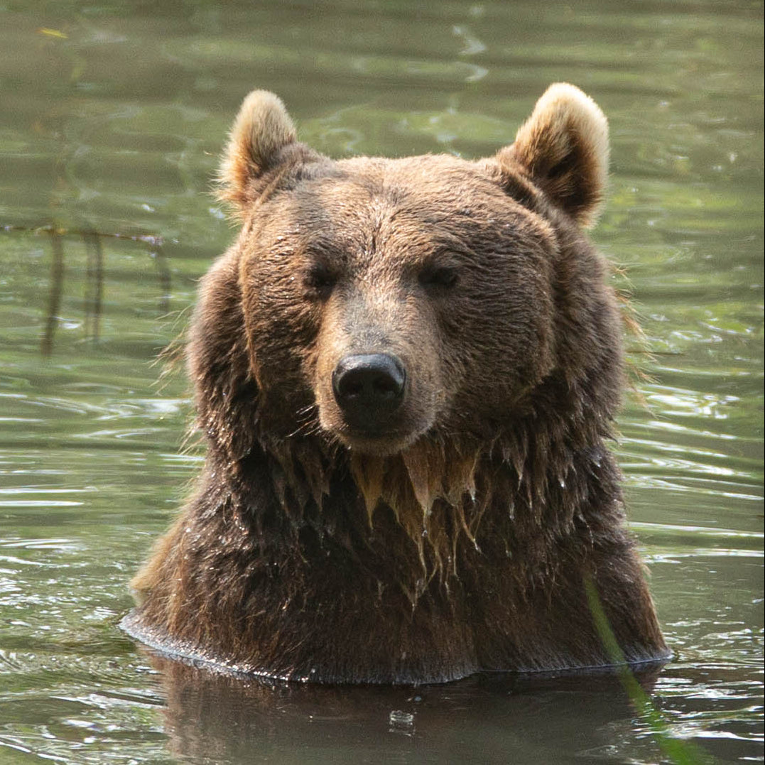 A brown bear standing in shallow murky water, surrounded by green reeds and foliage along the riverbank.