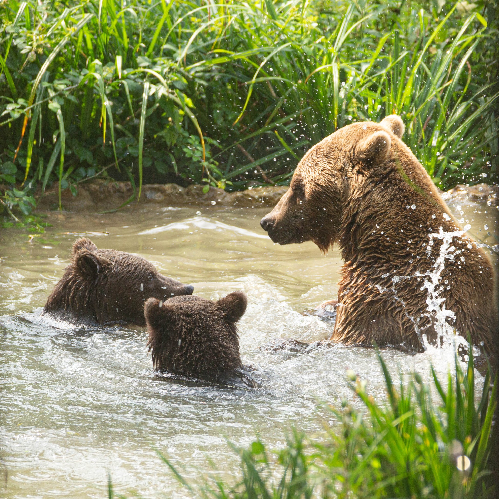 Three brown bears in a stream with tall green reeds in the background. One adult bear stands on the right creating splashes, while two cubs swim on the left.