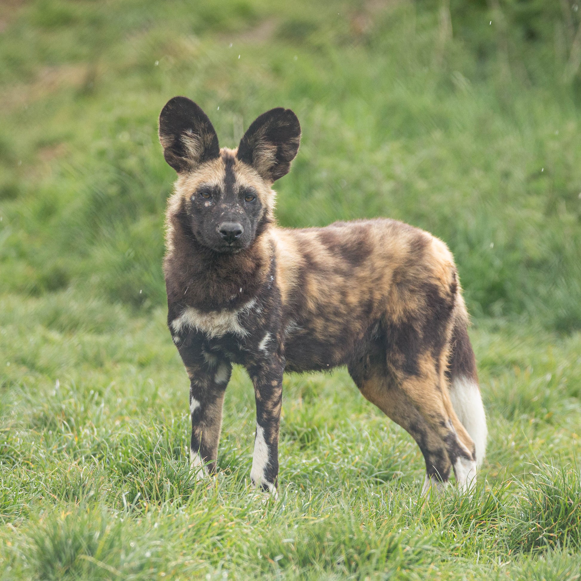 An African wild dog standing in a grassy field, with its distinctive mottled black, tan, cream, and white coat clearly visible against a soft-focus green background.
