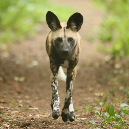 A wild dog running along a dirt path surrounded by green foliage.