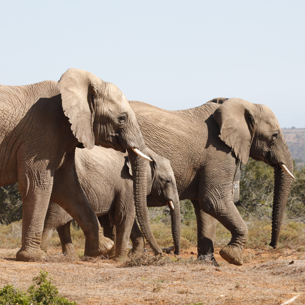 2 adult elephants and an infant elephant walking through the wild landscape of South Africa