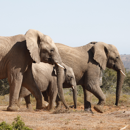 2 adult elephants and an infant elephant walking through the wild landscape of South Africa