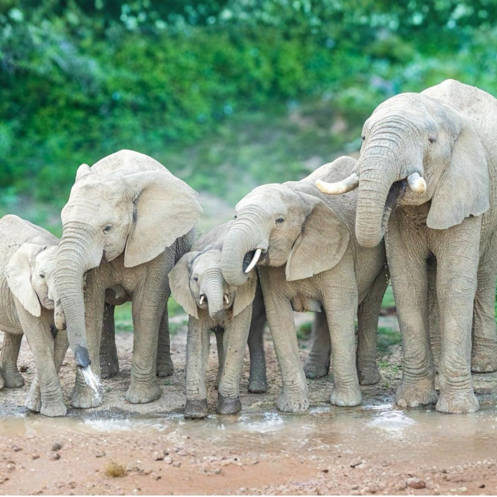 A group of African elephants standing together in shallow muddy water, with a lush green forest background.